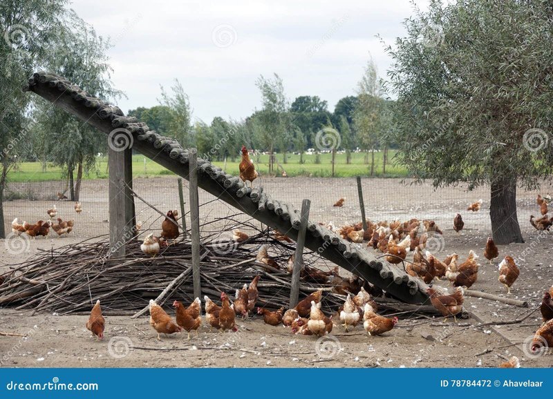 Ontdek het Spektakel van de Chicken Road Gokkast in Nederland Online, chicken road